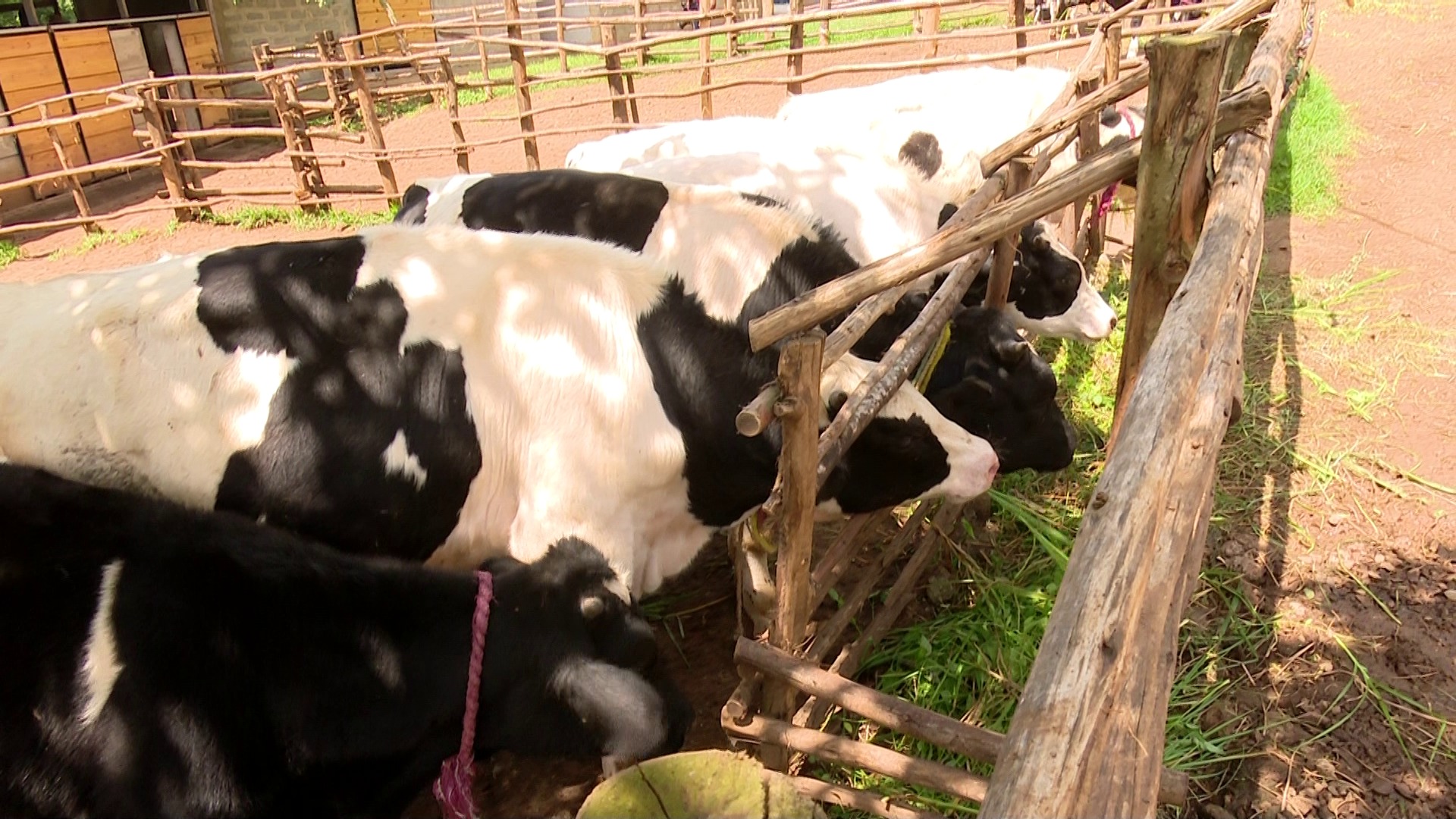 CALVES CALVES