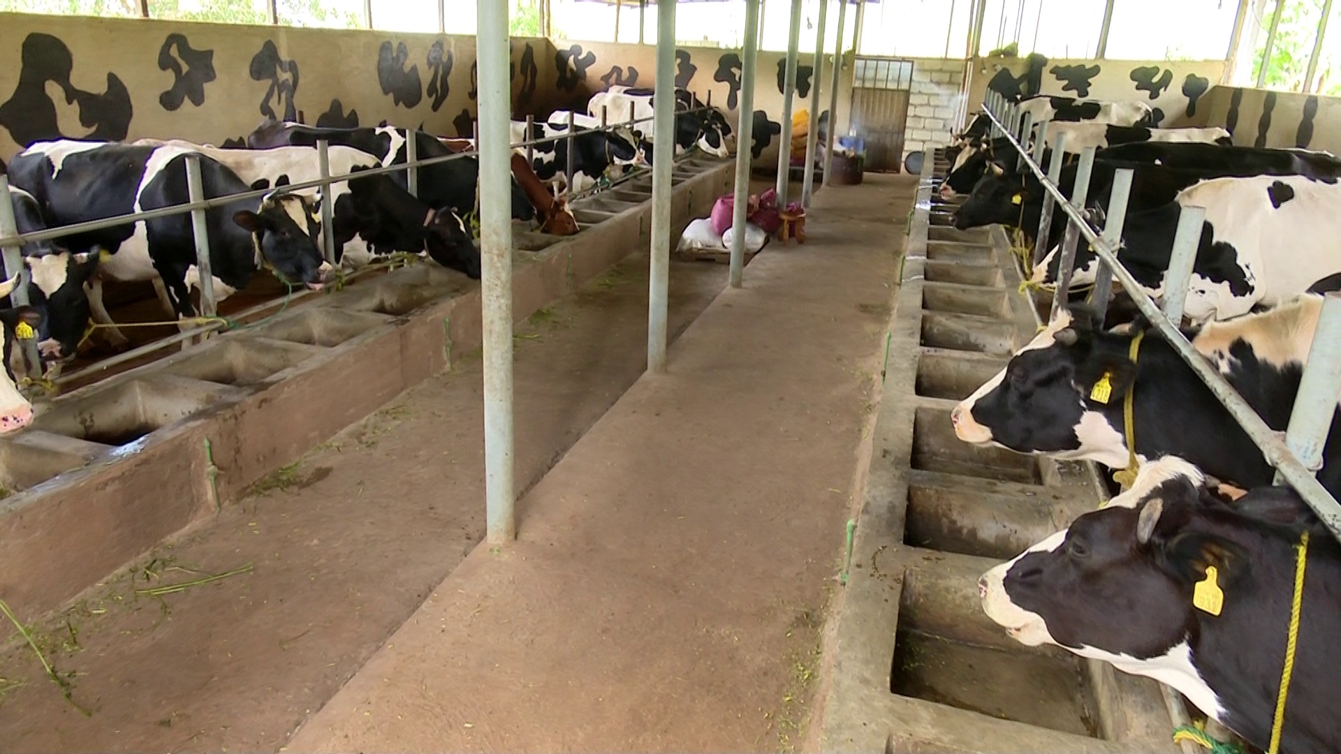 CALVES CALVES