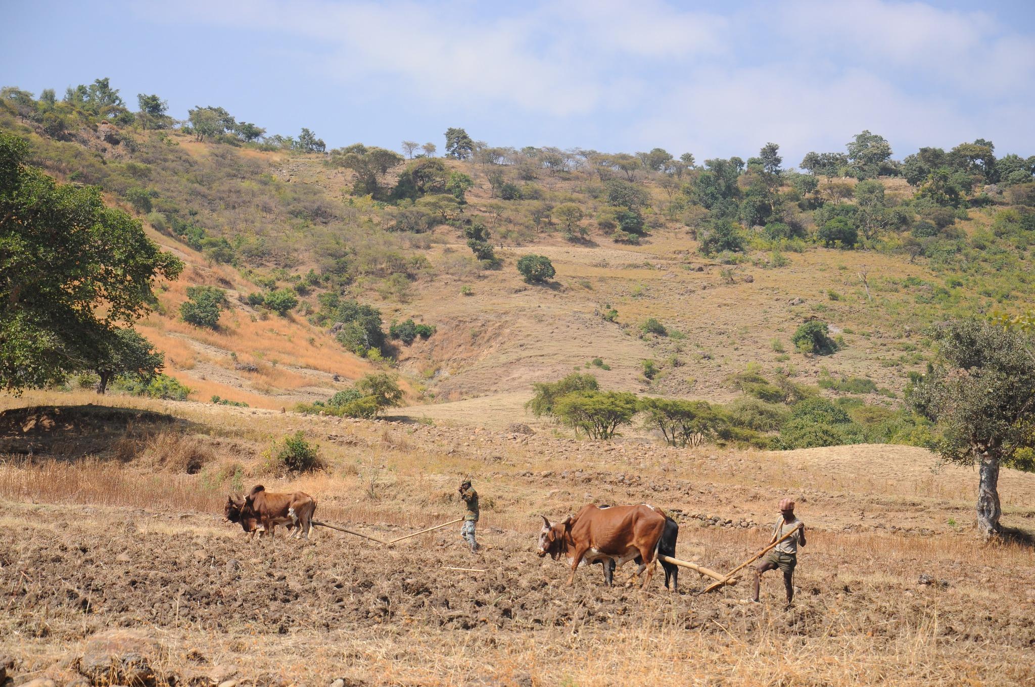 wheat planting in Kuta