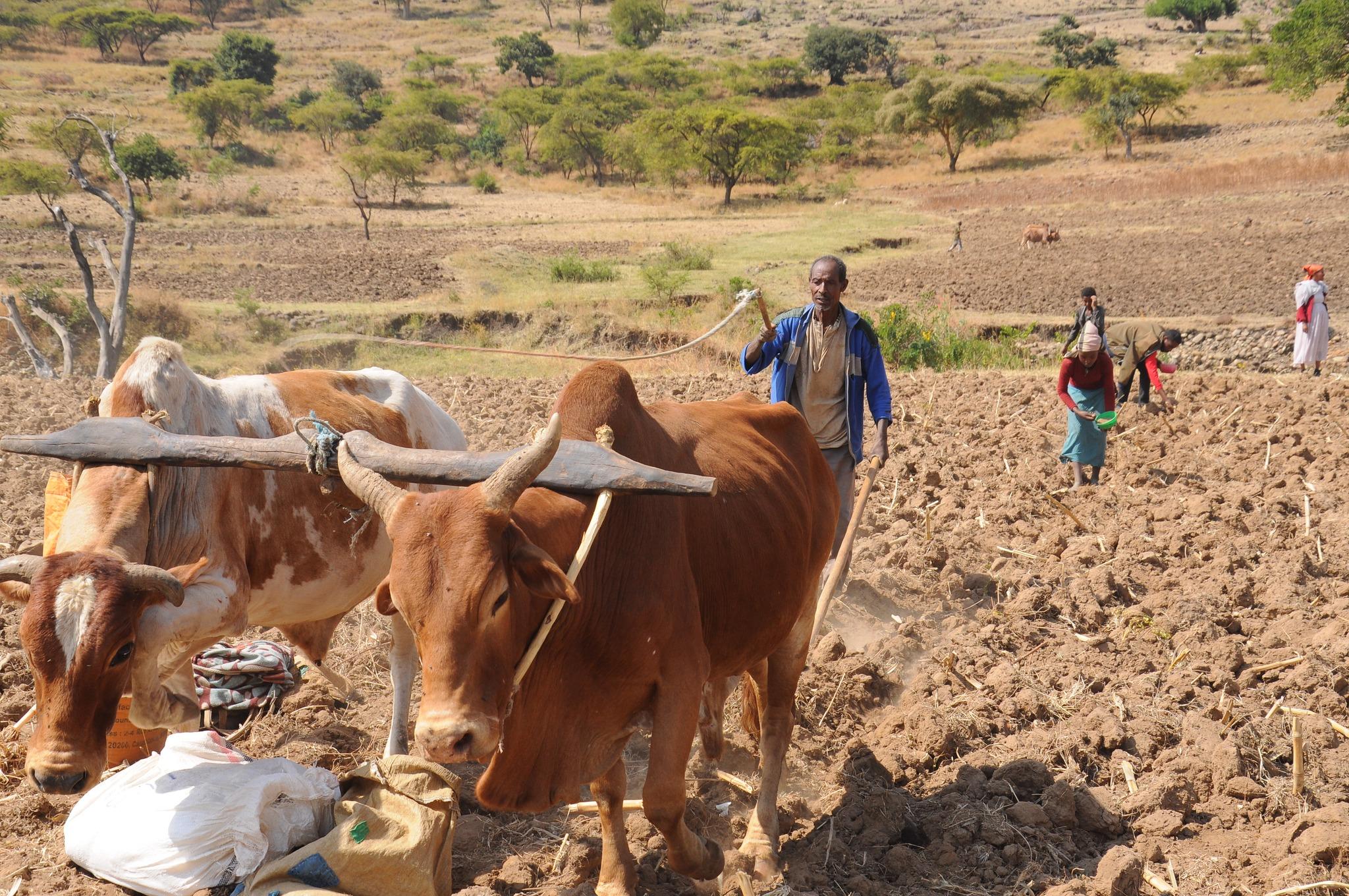 wheat planting in Kuta