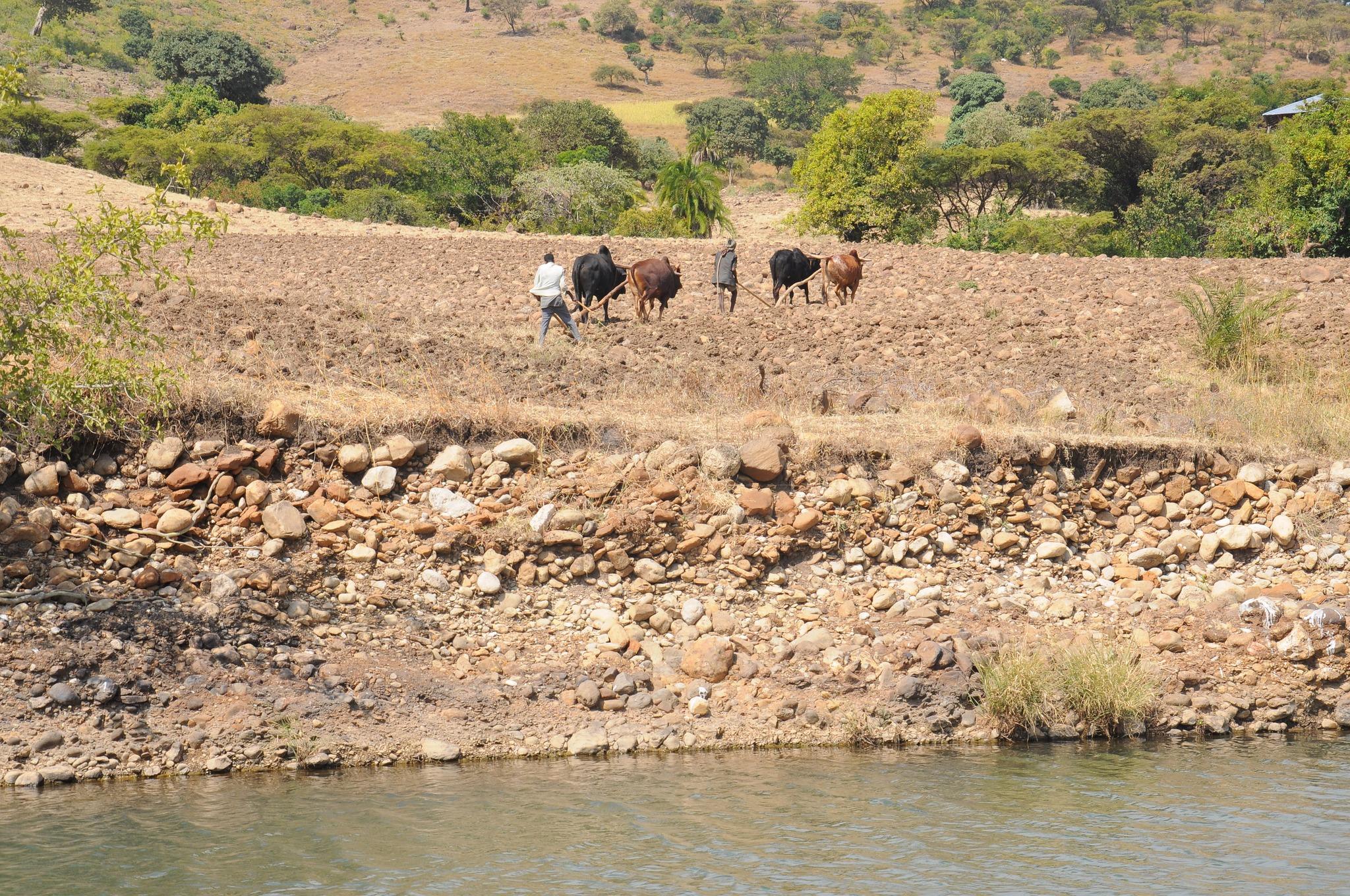 wheat planting in Kuta